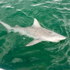 Top Inshore Sharks to Catch in Florida