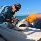 Close Encounters with Florida’s Apex Predators … Sharks and Gators