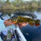 Fishing Report: Florida Everglades Peacock Bass Explosion