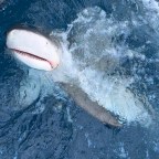 How to Remove a Tag from a Shark: Very Carefully