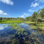 Myakka River – A Florida Jewel