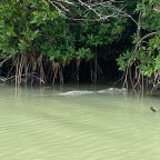 Fishing in a Saltwater Mangrove Forest