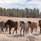 Off-the-beaten Path: Black Hills Wild Horse Sanctuary, SD