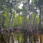 Canoeing in the Everglades