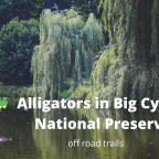 Video Blog:  Later Gator