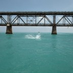 Tarpon Fishing Addiction