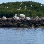 A Three Hour Tour … Exploring Sarasota Bay