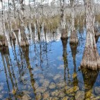 Visiting Big Cypress Swamp in the Dry Season