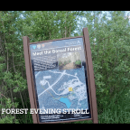 Video Blog: Hiking a Boreal Forest