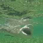 Shark Fishing in Miami: Fishing Report