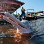 Swimming with Pink Amazon Dolphins