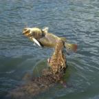 Tax Man Taketh His Pound of Flesh