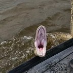 Epic battle with Killer Python in Florida Everglades