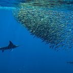 My Fish Wish List …