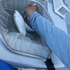 Offshore Sailfishing: Part 1 Catching Live Bait