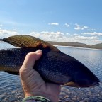 2022: A Year in Fish