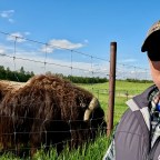Musk Ox … An Ice Age Living Relic in Alaska