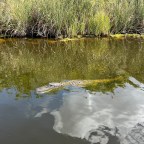 Everglades Fishing Report: April 26